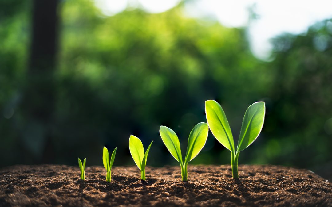 How you can use the GROW model to help nurture your Team